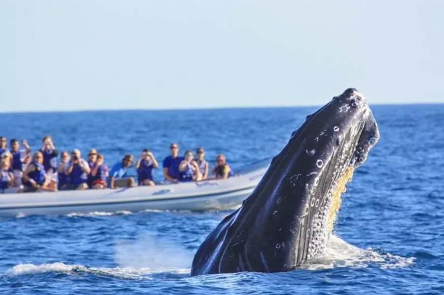 Whale Watching Banderas Bay